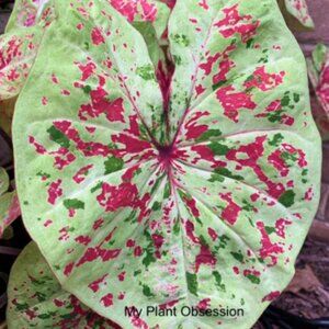 Caladium BULB 'Raspberry Moon' Size #2(3 bulbs)